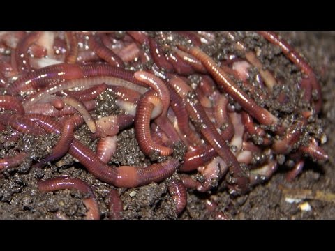 Catch Worms For Fishing With Dish Soap, How To Grow A Worm Farm For Fishing