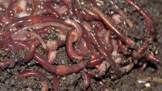 #2 How to Catch Worms for fishing with dish soap in your backyard! (updated 2026)