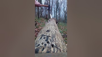 WOODLAND LIFE - Gransfors Bruk Hatchet