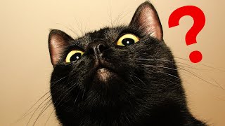 12 Amazing Facts About BLACK CATS