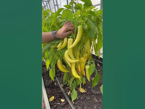 Сибирский экспресс #сад #дача #семенаалтая #огород - YouTube