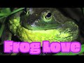 Hip-Hop Frogs: real and crazy frog calls put in music sequencer