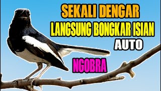 KACER GACOR BONGKAR ISIAN COCOK BUAT PANCINGAN KACER BONGKAR EMOSI DIJAMIN LANGSUNG GAYA NGOBRA