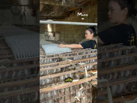 هكذا يصنع الصينيون الذهب لكن ليس من المعدن