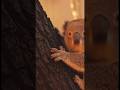 Baby Koala is on forest fire | rescue team take him safely