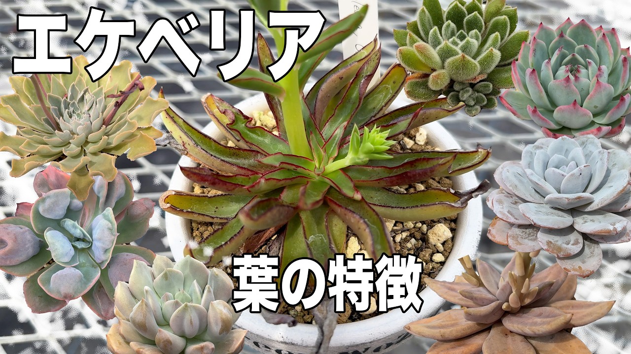For Beginners] Talking about the charm of Echeveria from scratch