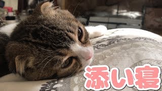 添い寝してくれる子猫【スコティッシュフォールド】【Scottish Fold】
