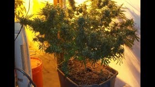 Ouroboros Harvest Video and Gordon Lightfoot