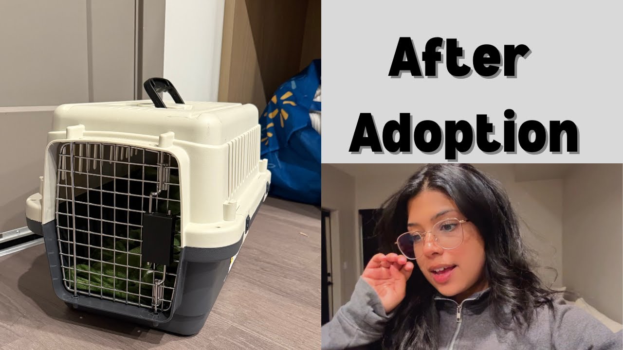 Life Between Rescue Cats