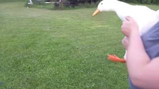Duck Drama