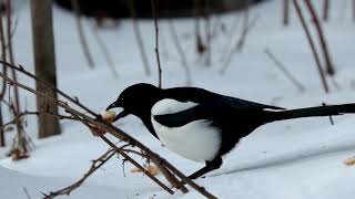 Nourrir les oisaux en hiver