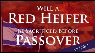 Red Heifer Passover Update - Will The Red Heifer be Sacrificed by Passover?