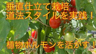 ⑪ミニトマト垂直仕立て栽培、道法スタイルの実践2023.5.24