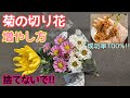 『菊』成功率100%菊の切り花を挿し木して増やす方法。#ガーデニング#菊の挿し木#菊の花束#お彼岸#仏花
