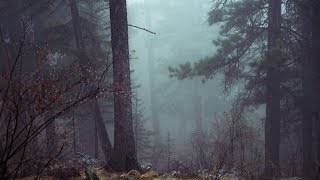 iTF 131: Vermont Bigfoot Encounters and Beyond