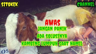 tutorial cara mengobati kambing lumpuh#tutorial #peternak #kambing #lumpuh @sitokek5877 channel