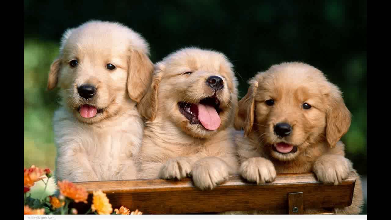 cutest puppies in the whole world YouTube