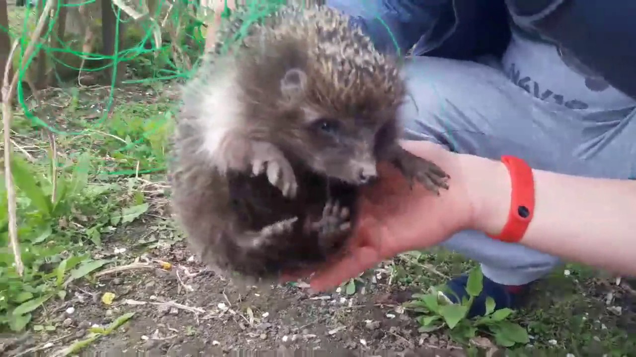 Hedgehog rescue YouTube