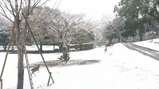 古都奈良も雪化粧　鹿や五重塔と「競演」　シャッターチャンス狙う姿