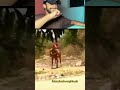 O cavalo saiu caro ou barato ? #cavalo #cavalos #viral #shorts