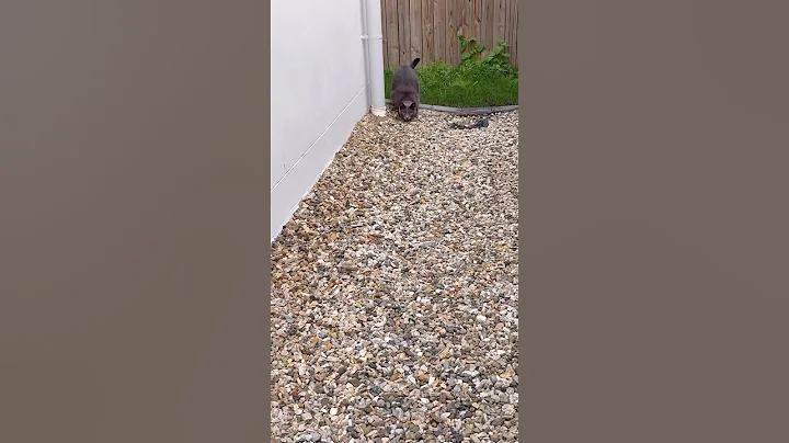 Video 10476171: russian blue, cats cutecats catlife