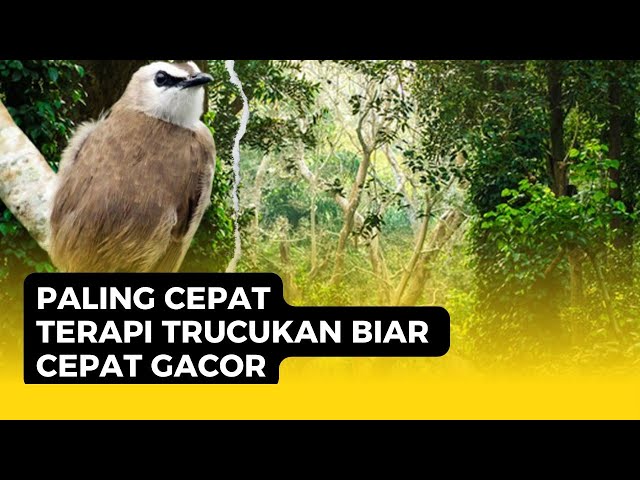 Terapi trucukan biar cepat gacor DAN trucuk malas bunyi class=