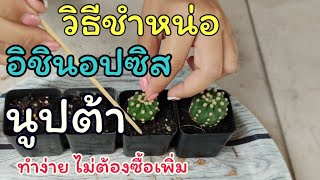 อยากมีแคคตัสอิชินอปซิสนูปต้าเยอะๆ ทำไงดี? (เลี้ยงง่าย โตเร็ว) ขยายพันธุ์ Echinopsis subdenudata