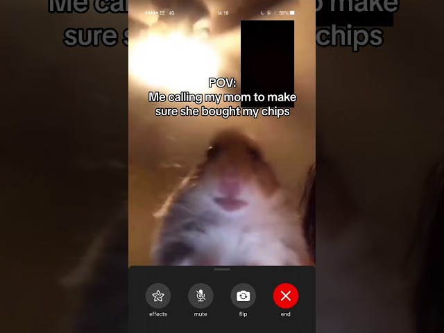 Hamster Calling Meme #TheManniiShow.com/series class=