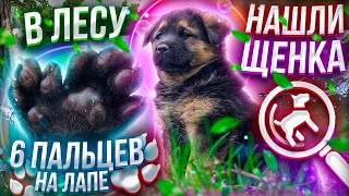 Нашли в лесу щенка РОСОМАХИ! Что с ним делать?