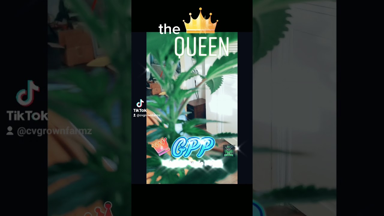 "The QUEEN" (gelato33xpurple punch-done right) 