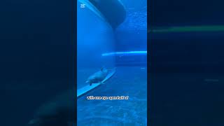3 Amazing Facts About Dolphins! 🐬