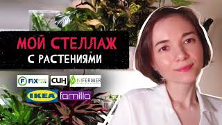 картинка: Мой стеллаж с растениями #растения #интерьер #minifermer #комнатныерастения 