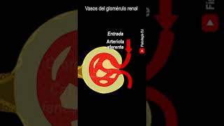 Anatomía del riñón | Nefrona | Nefrona partes y funciones | Vasos del glomérulo