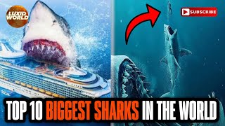 Top 10 Biggest Sharks In The World 2023 | LUXIDWORLD