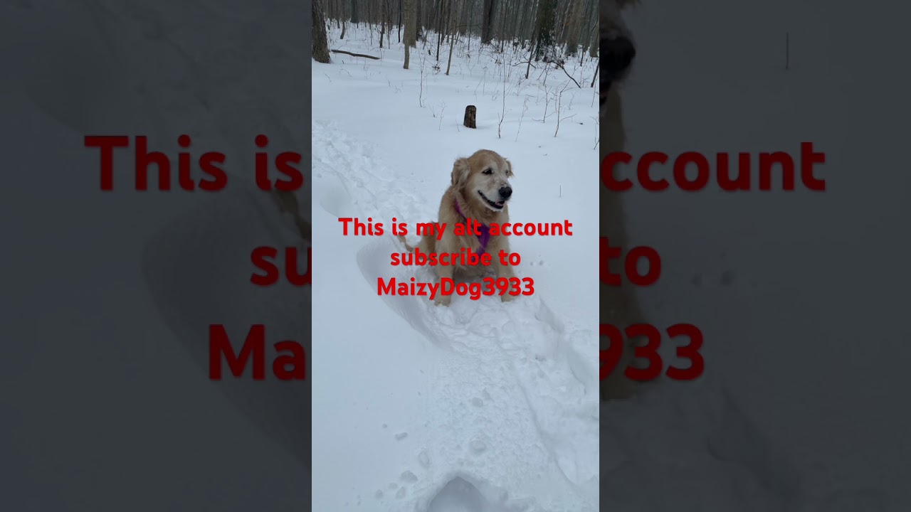 This is my alt account sub to MaizyDog3933 pls.