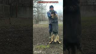 Grey shepherd dog. Зонарная немецкая овчарка. #dog #dogs #germanshepherd #shepherd #gsd #kennel