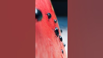 BLENDER ANIMATION - HOW TO INSTALL BLENDER IN YOUR SMART PHONE 👍👻