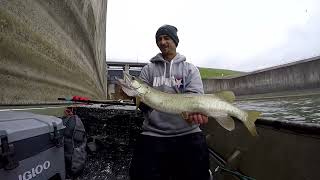 Banana Fishing Myth Debunked