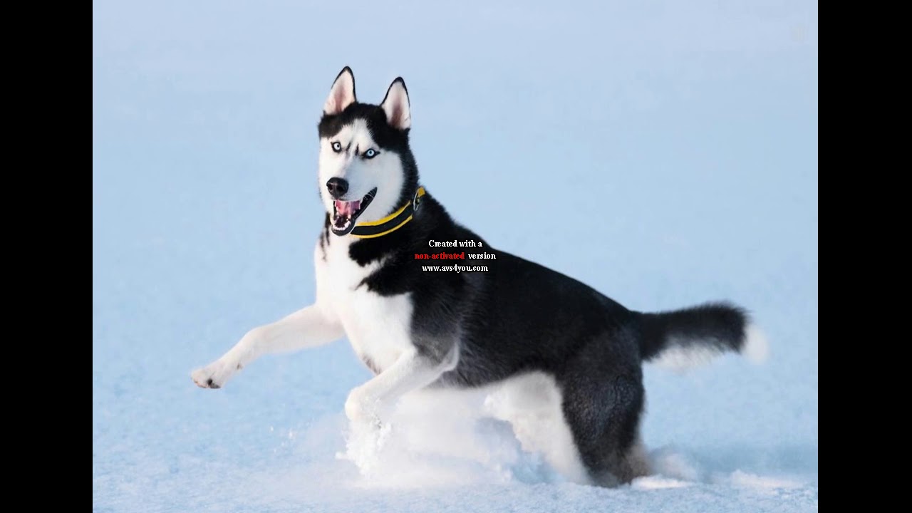 Best Dogs in the world!!!!! YouTube