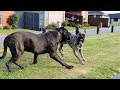 Rottweiler Dominance body language v.s Cane Corso v.s Bull mastiff