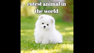 |cute animal||cute dog||cute pet||beuty of nature|