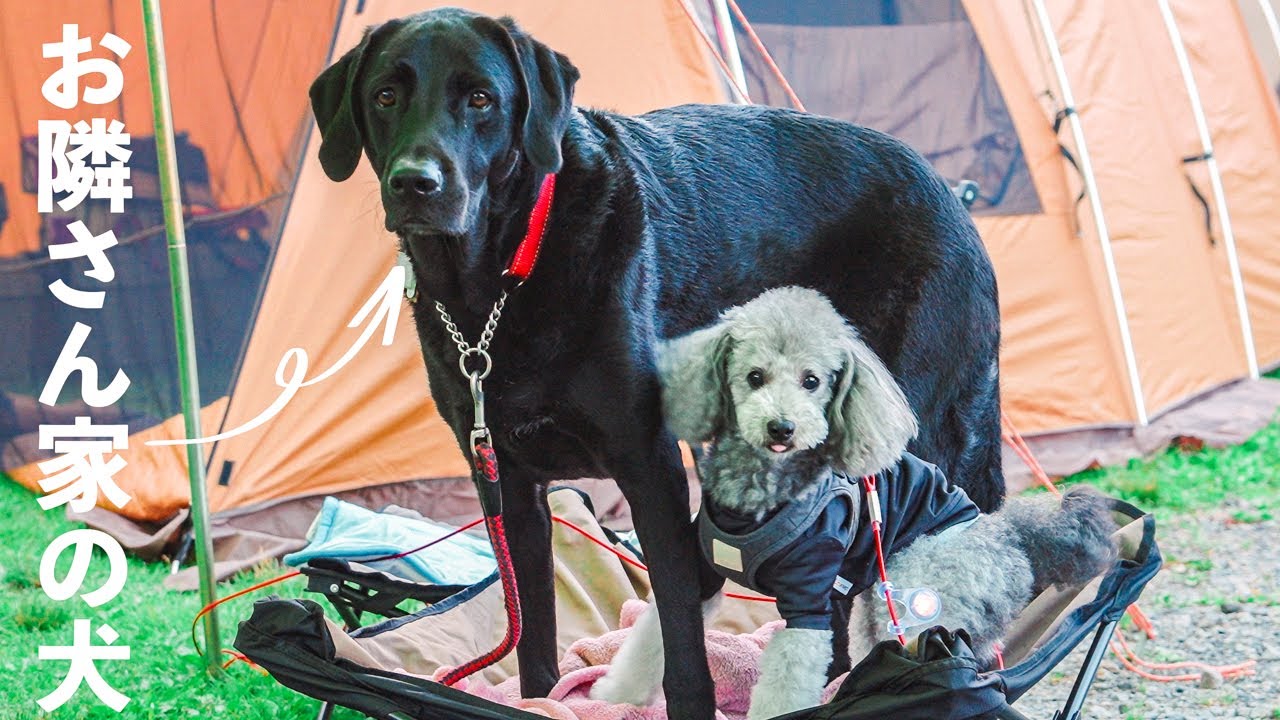 🐶家のお隣さんと夏キャンプ△｜大型犬のお友達と涼しい森に癒された1日