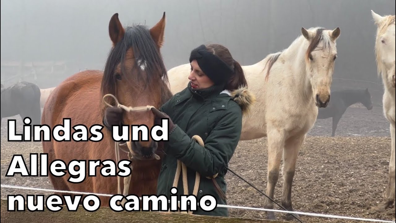 Lindas und Allegras nuevo camino - Privatgestüt Möningerberg