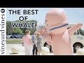 The best of whale compilation  vineyard vines