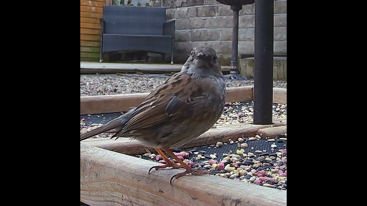 Seabound - Dunnocks