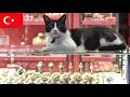 世界一のネコ保護モール発見。イスタンブール猫動画【4K】