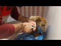Update on our rescued dog  omid in sezarsanctuary     