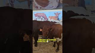 Why Pinzgauer Cattle Are The PERFECT Choice For Modern Farmers #pinzgauer