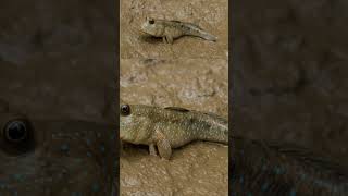 #สามไดโนเสาร์เล่าเรื่องสัตว์ #3dinosaurs #3ไดโนเสาร์เล่าเรื่องสัตว์ #3ไดโนเสาร์