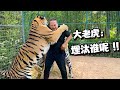 饲养员嘲讽大老虎不爱干净，一转身被3只老虎群殴，场面太激烈！